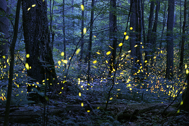 Synchronous Fireflies in Great Smoky Mountains; Courtesy NPS